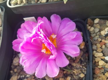 Preview: ariocarpus-scapharostrus